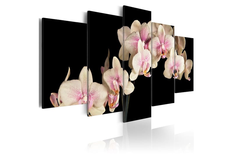 Billede An Orchid On A Contrasting Background 200x100, Artgeist sp. z o. o.