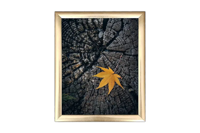 Billede Blomster med ramme flerfarvet, 22,3x52,8 cm