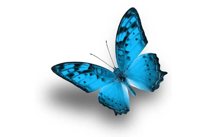 Billede Blue Butterfly, 33x03 cm