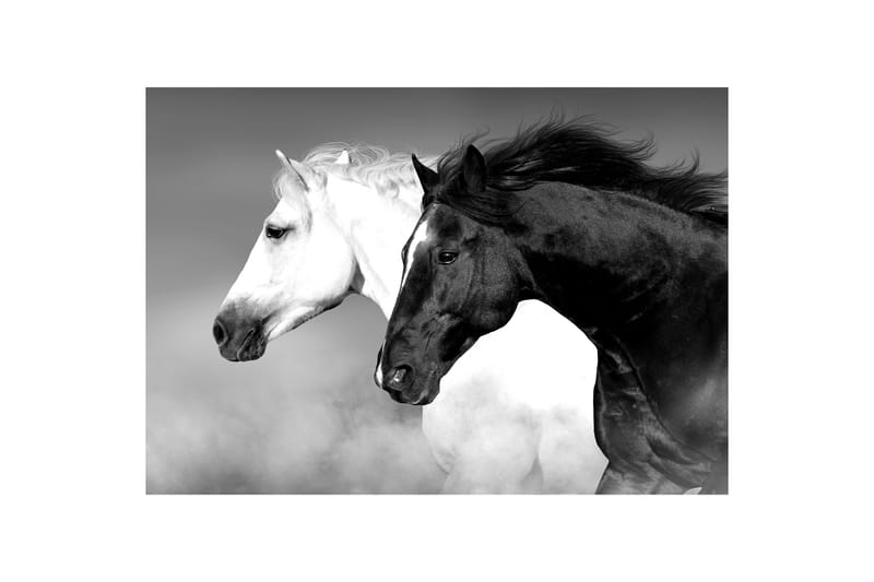 Billede Canvas 75x100 Horse Black & White - Sort/Hvid - Billeder på lærred