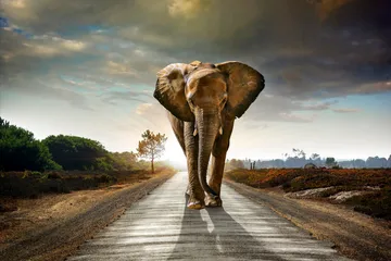 Billede Elephant - 80x120 cm - Boligtilbehør - Billeder & kunst