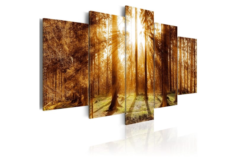 Billede Forest Illumination 200x100, Artgeist sp. z o. o.
