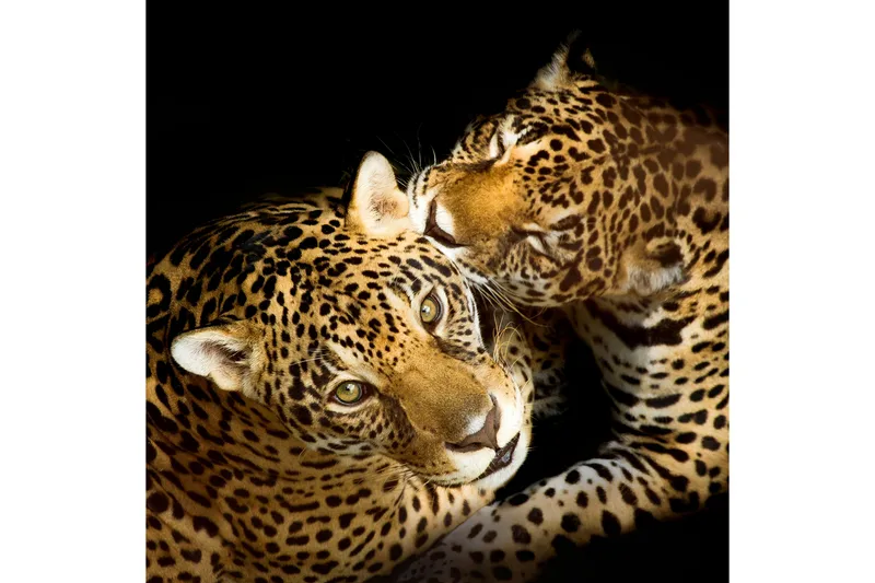 Billede leoparder, 55x05 cm