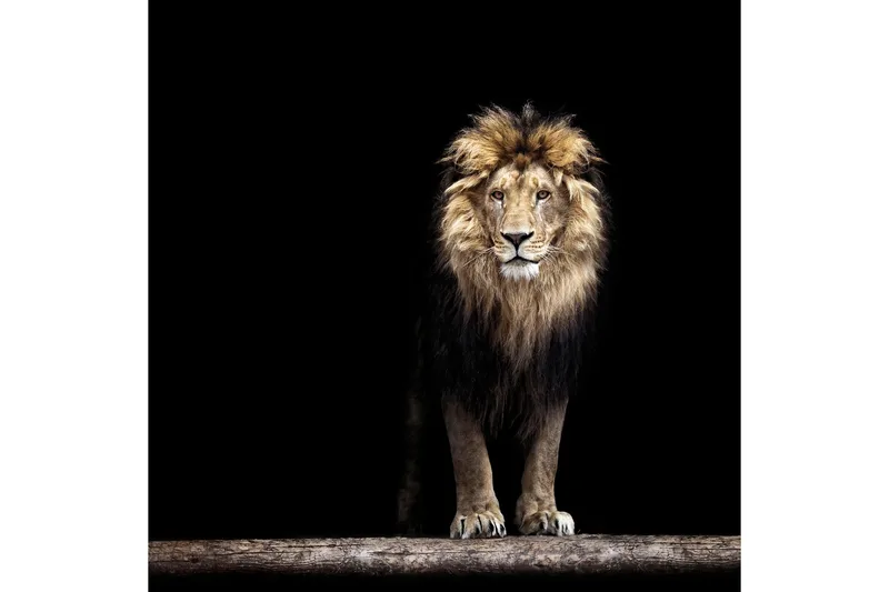 Billede Lion, 50x50 cm