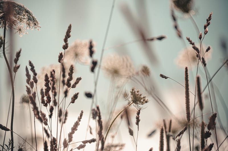 Billede Mælkebøtte - 88x012 cm - Boligtilbehør - Billeder & kunst