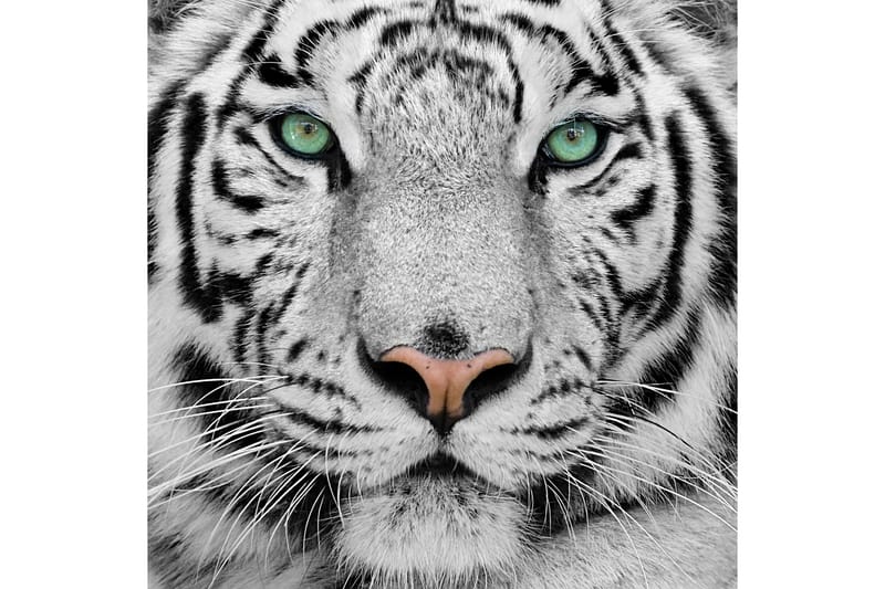 Billede Tiger - 55x05 cm - Boligtilbehør - Billeder & kunst