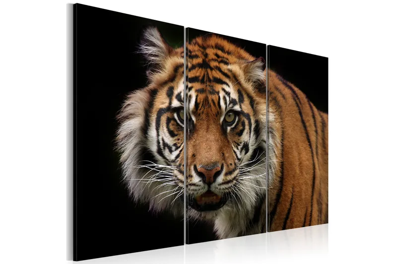 Billede A Wild Tiger 60x40, Artgeist sp. z o. o.