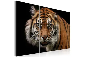 Billede A wild tiger 90x60