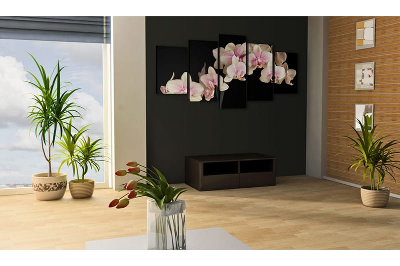 Billede An Orchid On A Contrasting Background 200x100 - Artgeist sp. z o. o. - Boligtilbehør - Billeder & kunst - Billeder på lærred