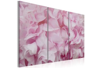 Billede Azalea Lyserød 120x80
