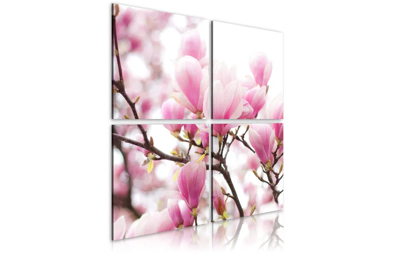 Billede Blomsternde Magnolia Træ 40x40, Artgeist sp. z o. o.