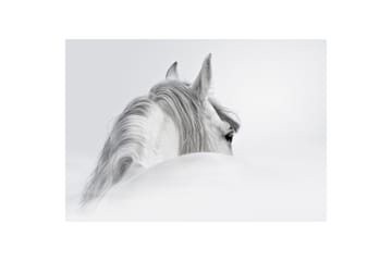Billede  Canvas 75x100 Horse White