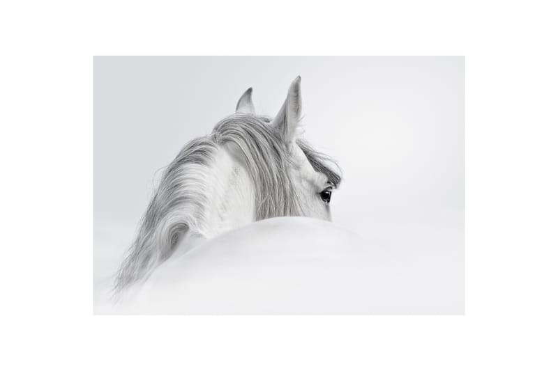 Billede  Canvas 75x100 Horse White - Flerfarvet - Billeder på lærred