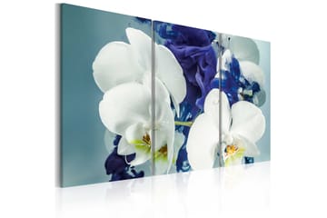 Billede Chimär Orkidéer 120x80