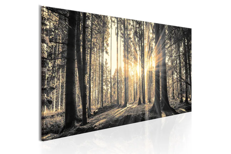 Billede Forest Sun 150x50, Artgeist sp. z o. o.