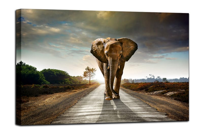 Billede Kanvas Elefant - 75x100 - Billeder på lærred