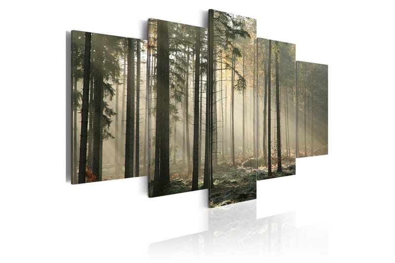 Billede Light In A Dark Forest 100x50, Artgeist sp. z o. o.