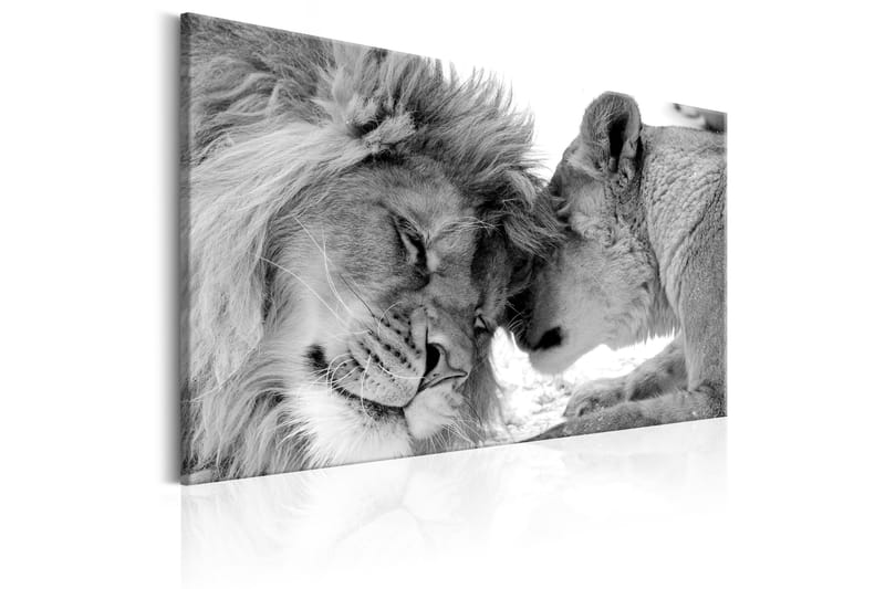 Billede Lion's Love 120x80 - Artgeist sp. z o. o. - Boligtilbehør - Billeder & kunst - Billeder på lærred