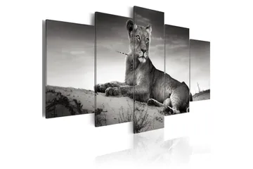 Billede Lioness In A Desert 100x50 - Artgeist sp. z o. o. - Boligtilbehør - Billeder & kunst - Billeder på lærred
