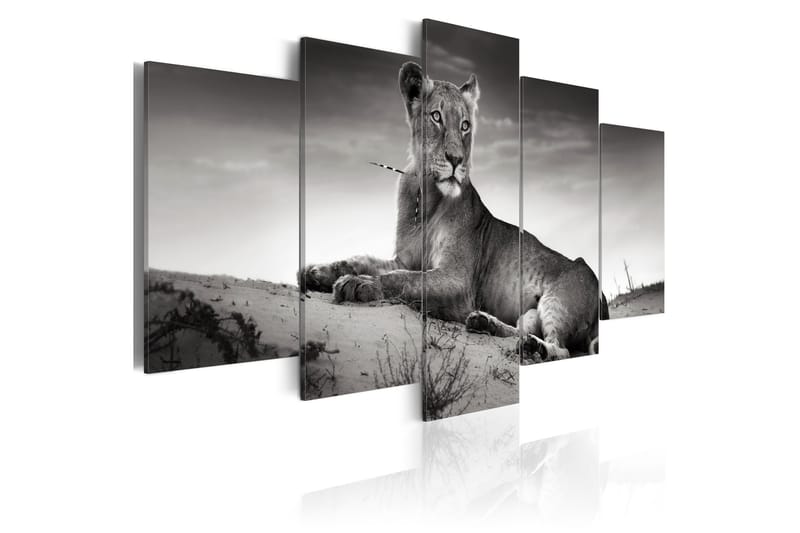 Billede Lioness In A Desert 100x50 - Artgeist sp. z o. o. - Billeder på lærred