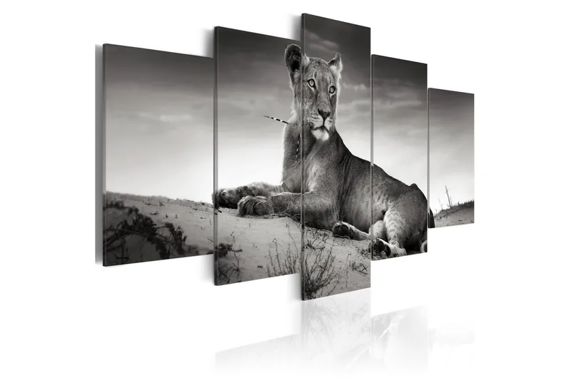 Billede Lioness In A Desert 200x100, Artgeist sp. z o. o.
