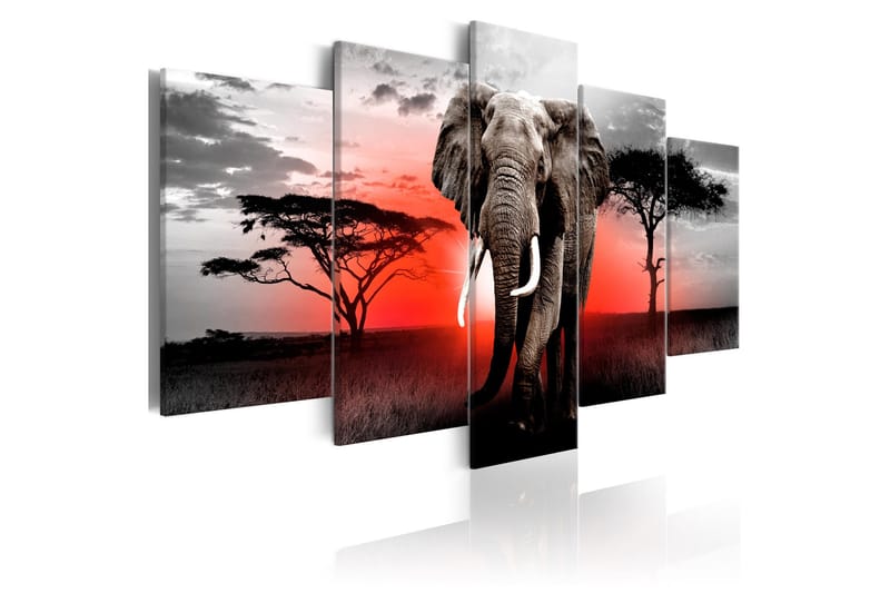 Billede Lonely Elephant 100x50, Artgeist sp. z o. o.