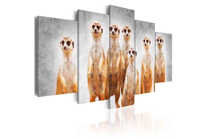 Billede Meerkats 200x100, Artgeist sp. z o. o.