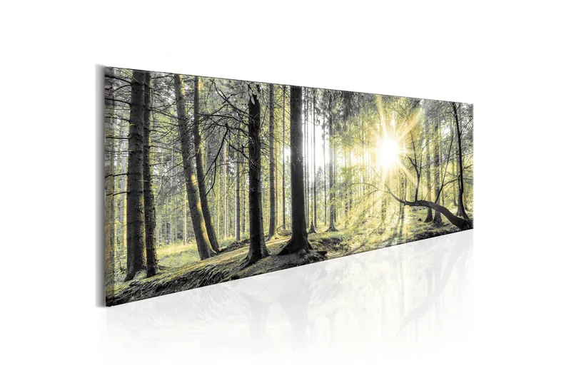 Billede Morning Forest 150x50, Artgeist sp. z o. o.