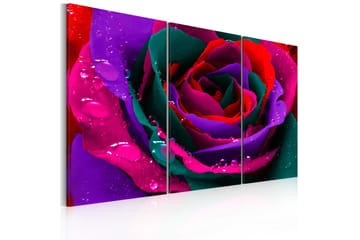 Billede Rainbow-Farvede Rose 120x80