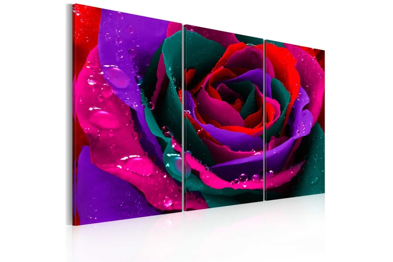 Billede Rainbow-Farvede Rose 60x40, Artgeist sp. z o. o.
