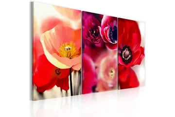 Billede Valmuer Tre Perspektiv 60x40