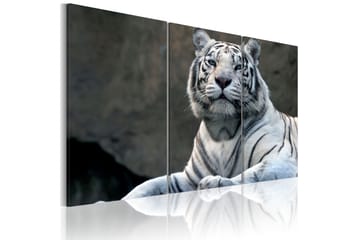 Billede White Tiger 60x40