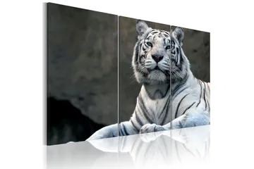 Billede White Tiger 60x40