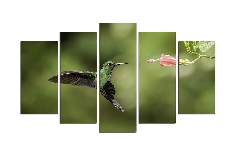 Canvas Dyr 5 stk Flerfarvet, 22x06 cm