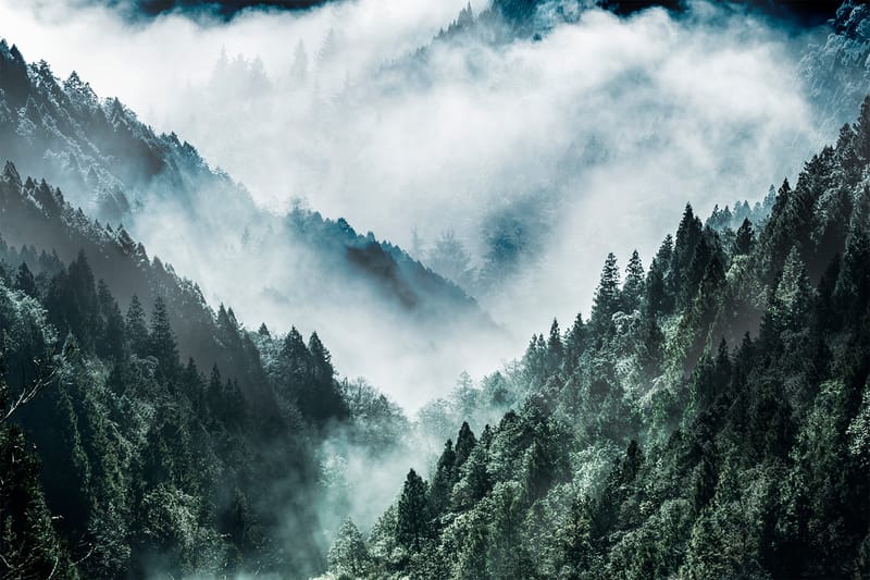 Canvas MistyForest, 88x012 cm