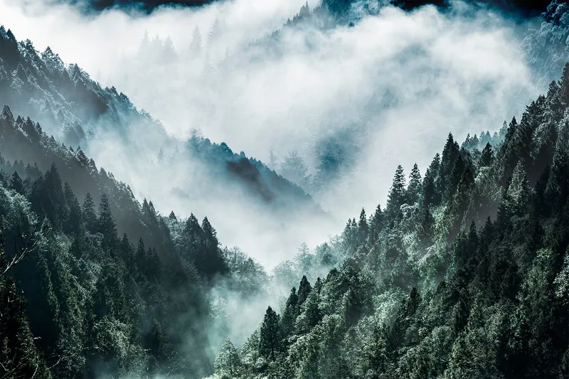 Canvas MistyForest, 88x012 cm