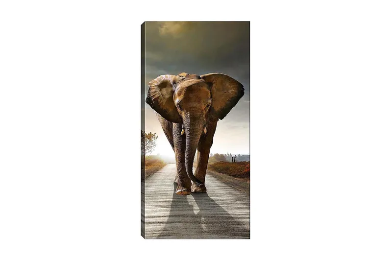 Canvasbillede DKY Animals Flerfarvet, 50x120 cm