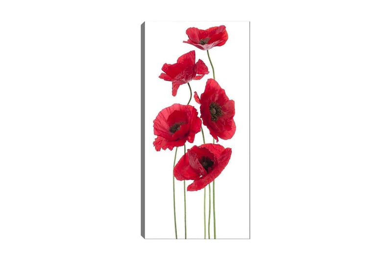 Canvasbillede DKY Floral & Botanical Flerfarvet - 50x120 cm - Boligtilbehør - Billeder & kunst - Billeder på lærred