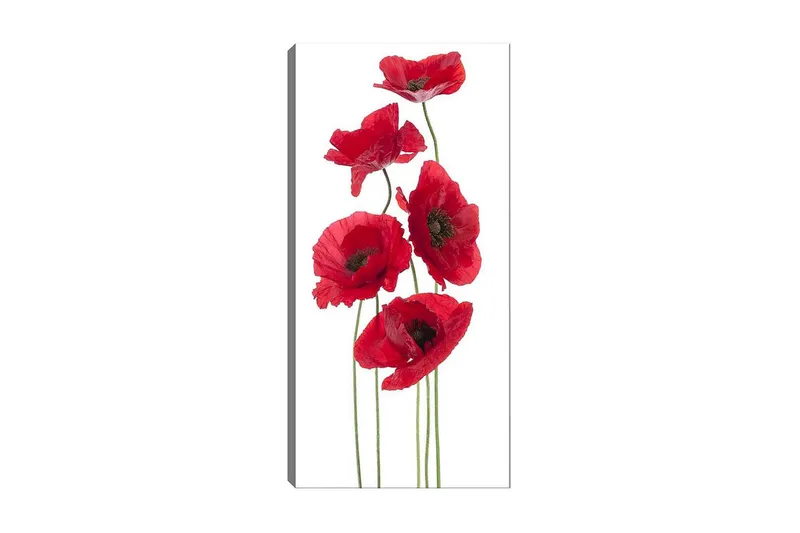 Canvasbillede DKY Floral & Botanical Flerfarvet, 50x120 cm