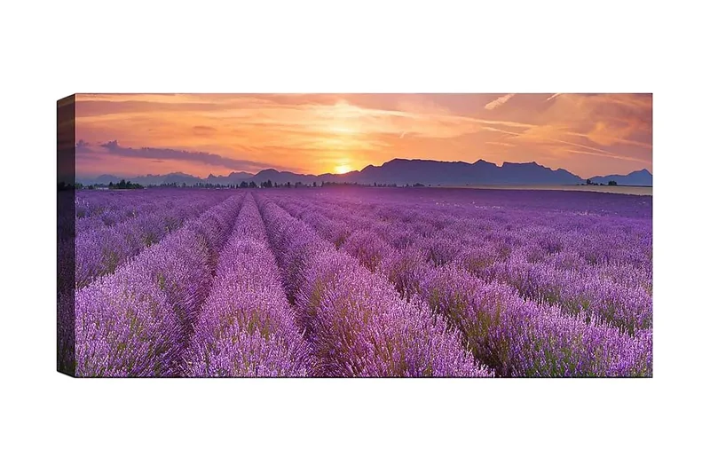 Canvasbillede YTY Floral & Botanical Flerfarvet, 120x50 cm