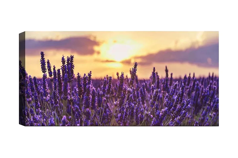 Canvasbillede YTY Floral & Botanical Flerfarvet, 120x50 cm