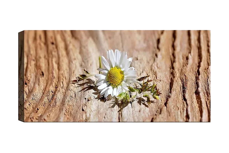 Canvasbillede YTY Floral & Botanical Flerfarvet, 120x50 cm