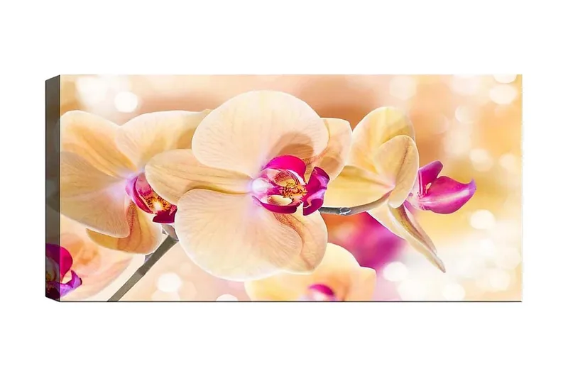 Canvasbillede YTY Floral & Botanical Flerfarvet, 120x50 cm