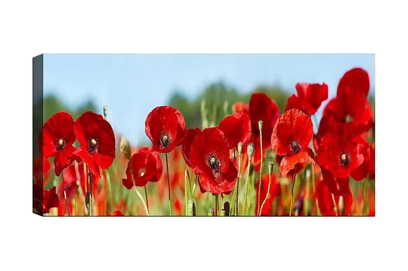 Canvasbillede YTY Floral & Botanical Flerfarvet, 120x50 cm