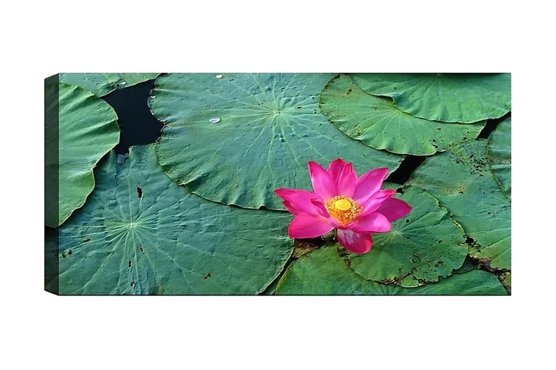 Canvasbillede YTY Floral & Botanical Flerfarvet, 120x50 cm