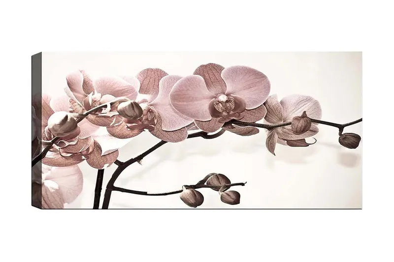 Canvasbillede YTY Floral & Botanical Flerfarvet, 120x50 cm