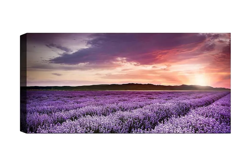 Canvasbillede YTY Floral & Botanical Flerfarvet, 120x50 cm