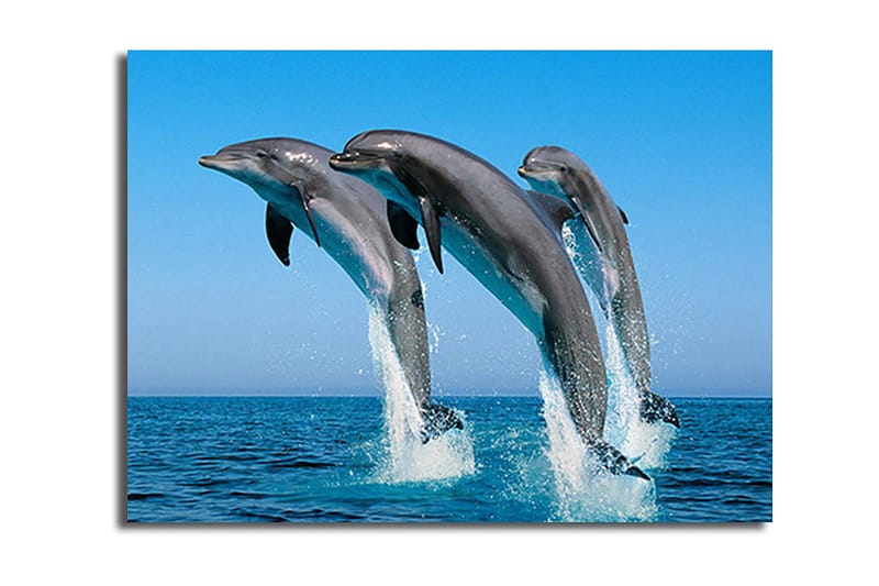 Dekorativ Canvasbillede 28x38 cm, Flerfarvet