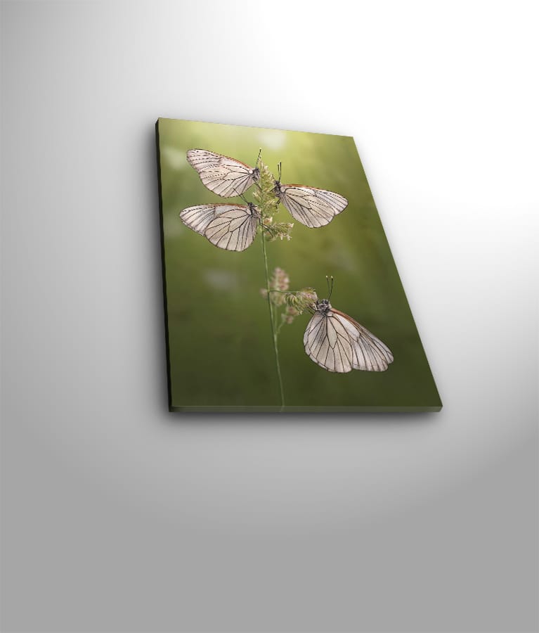 Dekorativ Canvasbillede 30x40 cm - Flerfarvet - Boligtilbehør - Billeder & kunst - Billeder på lærred