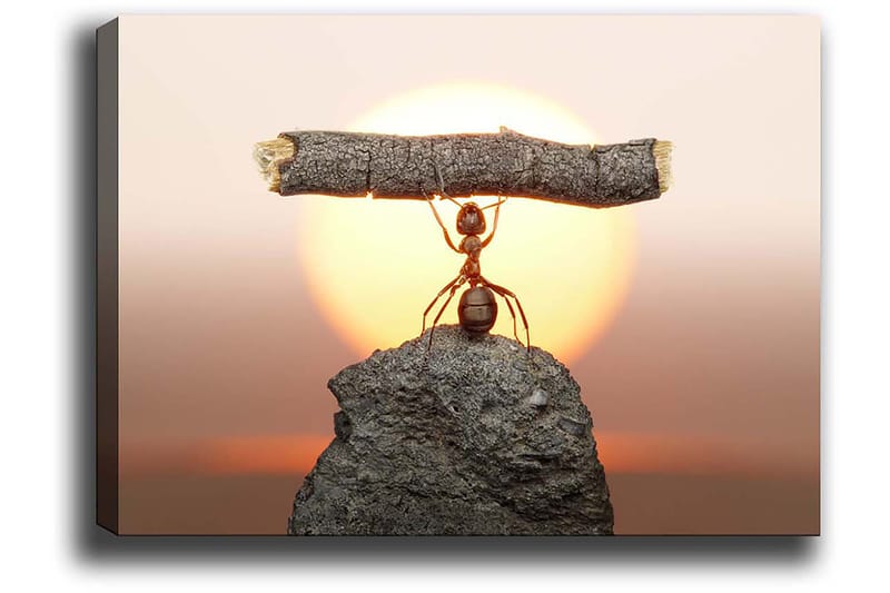 Dekorativ Canvasbillede 50x70 cm, Flerfarvet